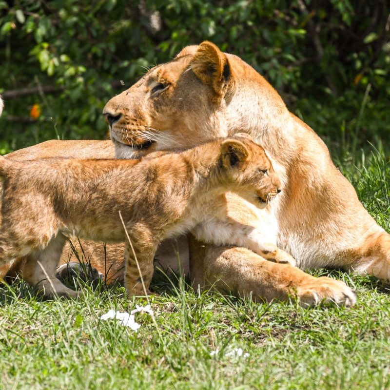 lions-cheetah-leopard-maasai-samburu-clairessafaris-kenya-safaris-luxurytravel-africa1
